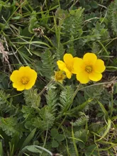 Cluster of small yellow wildflowers with green fern-like leaves growing among grass