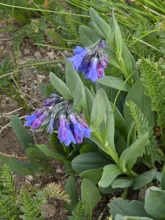 Cluster of small tubular flowers transitioning from purple buds to bright blue blossoms among broad green leaves
