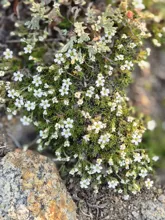 Cluster of small white five-petaled flowers growing among green foliage and rocky soil