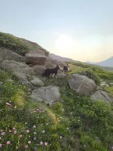 Two dogs walking among rocky terrain and green shrubbery with wildflowers and distant mountains under a bright sky