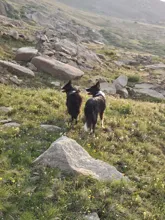 Two black and white dogs standing on a grassy mountainside with rocks scattered around