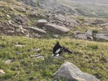 Black and white dog lying on grassy terrain with rocks and small wildflowers scattered around