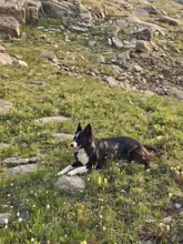 black and white dog lying on grassy terrain with rocks and wildflowers