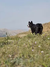 black and white dog standing on a grassy hillside with wildflowers and mountains in the background