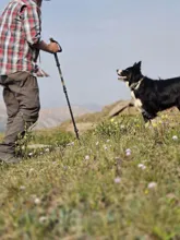 Person holding a hiking pole facing a black and white dog on a grassy slope with distant mountains