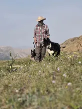 man wearing a hat and plaid shirt walking with two black and white dogs in a grassy mountainous area