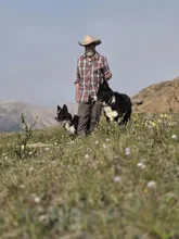 man wearing a hat and plaid shirt standing on a grassy hillside with two black and white dogs