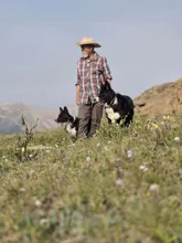 man wearing a plaid shirt and straw hat standing in a grassy field with two black and white dogs