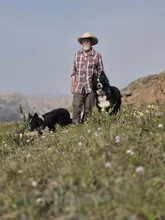 Man wearing a cowboy hat and plaid shirt standing on a grassy hillside with two black and white dogs, one sitting close to him and the other sniffing the ground