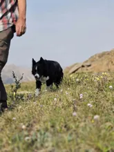black and white dog walking on grass with a person nearby in a mountainous area