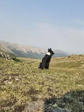 Black and white dog sitting on grassy terrain facing distant mountain range under a clear sky