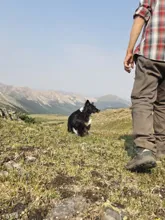 Black and white dog sitting on grassy mountain terrain with a person standing nearby, mountains visible in the background