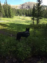 black dog wearing a backpack standing on a grassy area at the edge of a forest with mountains in the background