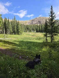 Black dog wearing a backpack lying in a grassy meadow overlooking a forest and rocky hill under a bright blue sky