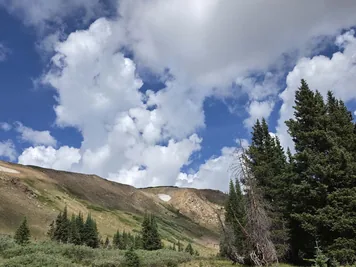 Mountain slope with patches of grass and scattered pine trees under a sky filled with large, fluffy white clouds