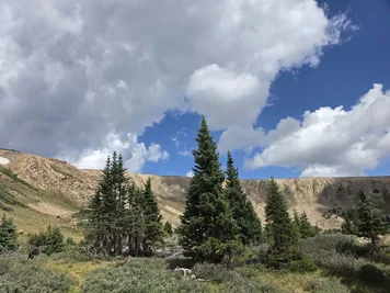 Evergreen trees in a grassy mountainous landscape under a partly cloudy blue sky