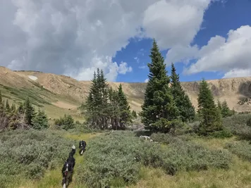 two black and white dogs walking through a grassy meadow with pine trees and rocky hills under a cloudy blue sky