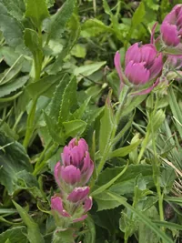 Clusters of pink, fuzzy flowers surrounded by green leaves