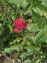 Bright red wildflower with elongated petals surrounded by various green leaves and grasses