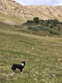 Black and white dog standing on a grassy hillside with rocky terrain and sparse trees in the background