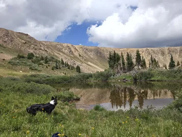 Black and white dog standing on grassy shore of a mountain pond with rocky hills and pine trees reflecting in the water under a partly cloudy sky