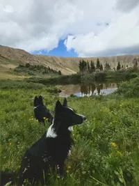 Two black and white dogs sitting in a grassy field with yellow wildflowers near a small pond, mountains, and cloudy sky in the background
