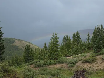 Coniferous trees on a hillside with a faint rainbow stretching across a cloudy sky