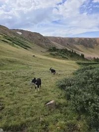 Two black and white dogs standing on a grassy hillside with rocky slopes and scattered small trees under a partly cloudy sky