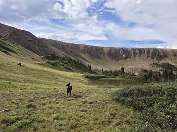 Black and white dog standing on a grassy slope near a small pond surrounded by hills and scattered trees under a partly cloudy sky