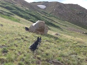 Two black and white dogs on a grassy hillside with rocky terrain and a patch of remaining snow near the top of the slope