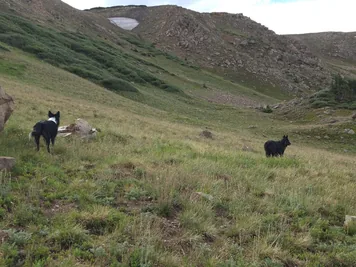 Two dogs standing on a grassy hillside with rocky mountains in the background