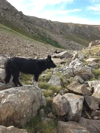 black dog standing on a rock among rocky terrain with hills in the background