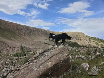 Black and white dog standing on a large rock in a mountainous landscape under a partly cloudy sky