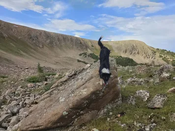 Black and white dog climbing down a large rock in a mountainous, rocky terrain under a partly cloudy sky