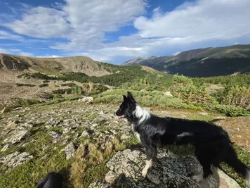 Black and white dog standing on rocky terrain overlooking a mountainous landscape with green trees and partly cloudy blue sky