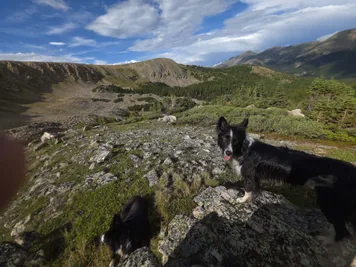 two black and white dogs standing on rocky terrain with mountains and trees in the background under a partly cloudy sky