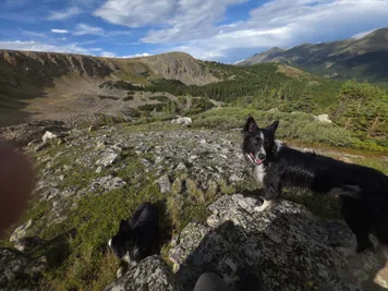 Two black and white dogs standing on rocky terrain in a mountainous landscape under a partly cloudy sky