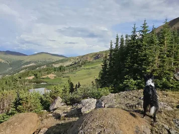 black and white dog standing on rocky ground looking towards a green mountainous landscape with scattered trees and a partly cloudy sky