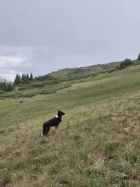 black and white dog standing on a grassy hillside with a cloudy sky and evergreen trees in the background