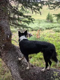 Black and white dog standing on a tree trunk looking out over a grassy field with scattered bushes and trees