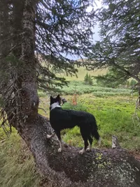 black and white dog standing on a fallen tree trunk looking out over a green meadow framed by tall pine trees