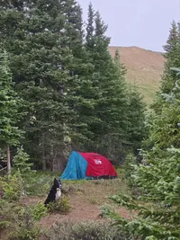 Black and white dog sitting on a forest floor near a red and blue tent surrounded by pine trees