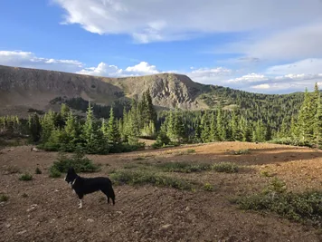 Black and white dog standing on a rocky patch with evergreen trees and mountain hills under a partly cloudy sky
