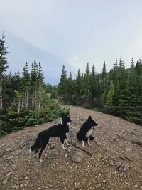 Two black and white dogs on a rocky trail surrounded by evergreen trees under a cloudy sky