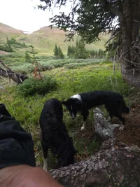 Two black and white dogs standing on grass near trees with hills in the background