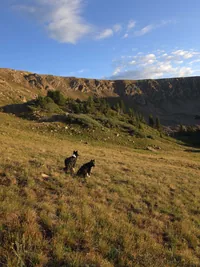 Two black and white dogs standing on a grassy hillside with rocky cliffs and scattered trees under a partly cloudy sky