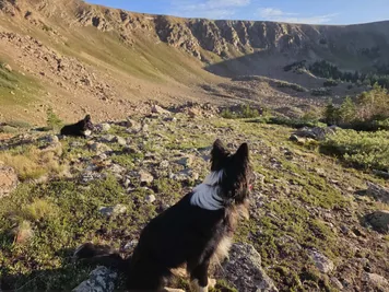 Two black and white dogs resting and looking out over a rocky mountainous landscape with patches of grass and scattered trees