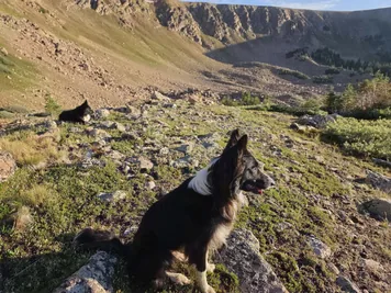 Two black and white dogs resting on a rocky mountain slope with scattered greenery and hills in the background