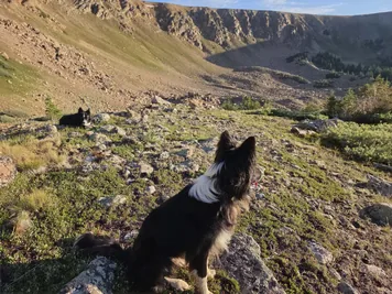 Two black and white dogs resting on a rocky, grassy mountainside with a steep cliff and blue sky in the background