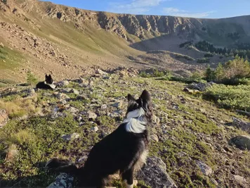 Two black and white dogs resting on a rocky and grassy mountain slope with steep cliffs in the background under a clear sky